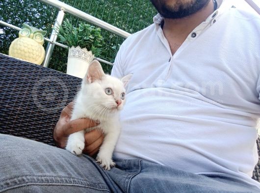 A Kalite Parazit Uygulamalı Yavrular görsel
