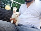 A Kalite Parazit Uygulamalı Yavrular