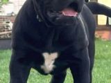 Güney Afrika Mastiff - Boerboel yavru köpekler