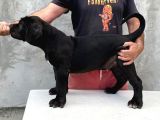 Güney Afrika Mastiff - Boerboel Yavru Köpekler