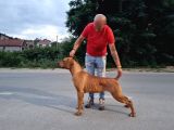Güney Afrika Mastiff - Boerboel Yavru Köpekler