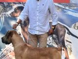 Güney Afrika Mastiff - Boerboel Yavru Köpekler