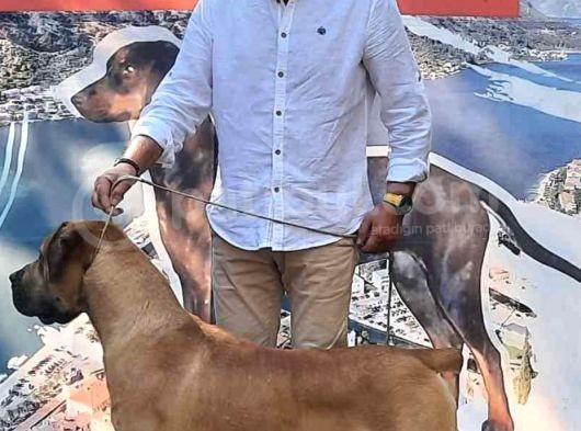 Güney Afrika Mastiff - Boerboel Yavru Köpekler görsel