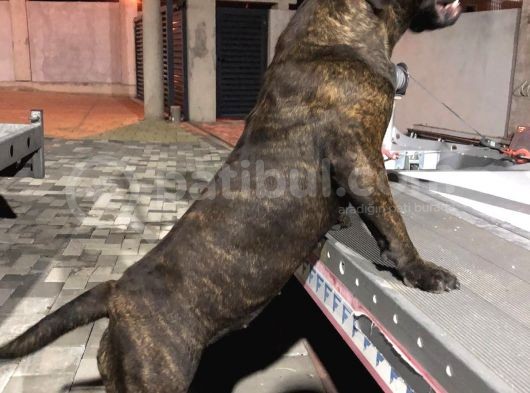 Güney Afrika Mastiff - Boerboel Yavru Köpekler görsel