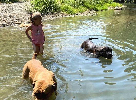 Güney Afrika Mastiff - Boerboel Yavru Köpekler görsel