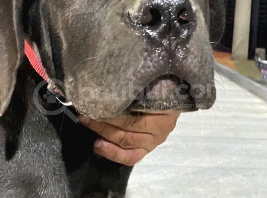 Güney Afrika Mastiff - Boerboel Yavru Köpekler görsel