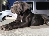 Güney Afrika Mastiff - Boerboel Yavru Köpekler
