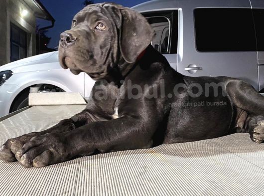Güney Afrika Mastiff - Boerboel Yavru Köpekler görsel