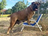 Güney Afrika Mastiff - Boerboel Yavru Köpekler