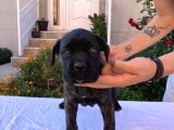 Cane corso yavru köpekler