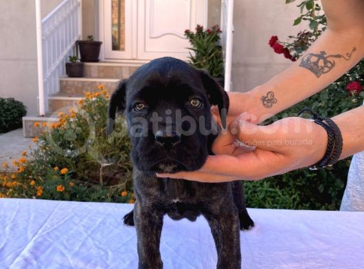 Cane Corso Yavru Köpekler