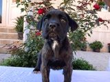 Cane Corso Yavru Köpekler