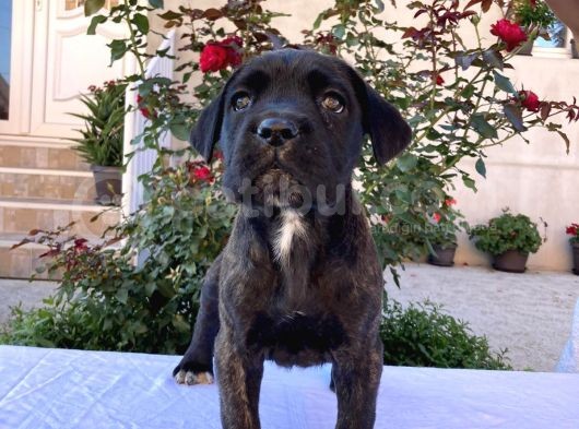 Cane Corso Yavru Köpekler görsel