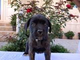 Cane Corso Yavru Köpekler