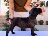 Cane Corso Yavru Köpekler