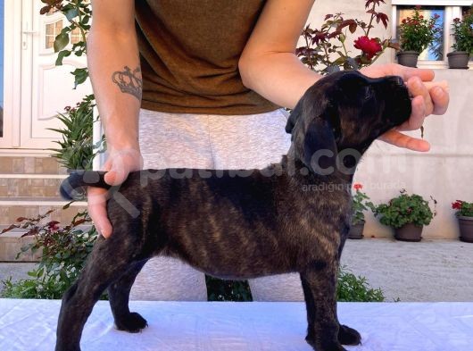 Cane Corso Yavru Köpekler görsel
