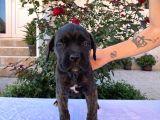 Cane Corso Yavru Köpekler