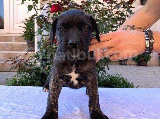 Cane Corso Yavru Köpekler görsel
