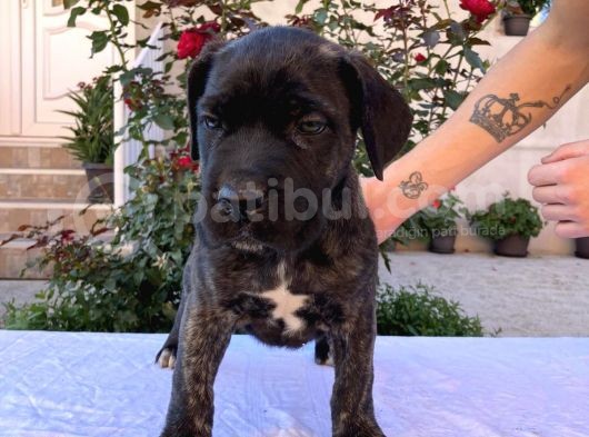 Cane Corso Yavru Köpekler görsel