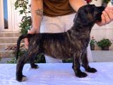Cane Corso Yavru Köpekler