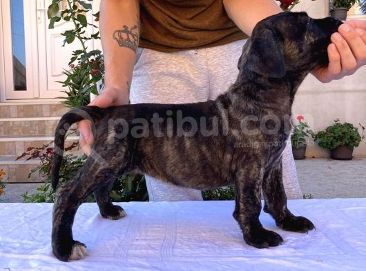 Cane Corso Yavru Köpekler görsel