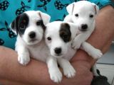 Jack Russell Yavruları Mama Ve Malzeme Kampanyalı