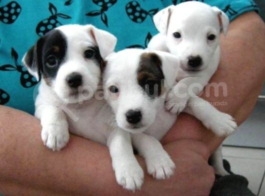 Jack Russell Yavruları Mama Ve Malzeme Kampanyalı görsel
