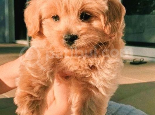 Safkan Apricot Toy Poodle Yavrular