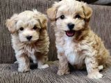 Maltipoo Mix Irk Kıvırcık Yavrular