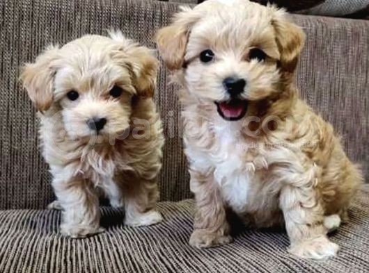 Maltipoo Mix Irk Kıvırcık Yavrular görsel