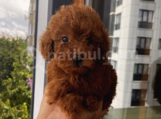 Oyuncu Toypoodle Bebekler Redbrown görsel