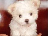 Korean Maltese Terrier Yavruları Mama Ve Malzeme Kampanyali