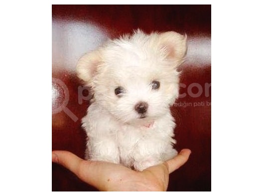 Korean Maltese Terrier Yavruları Mama Ve Malzeme Kampanyali görsel