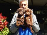 Labrador Yavruları Mama Ve Malzeme Kampanyalı