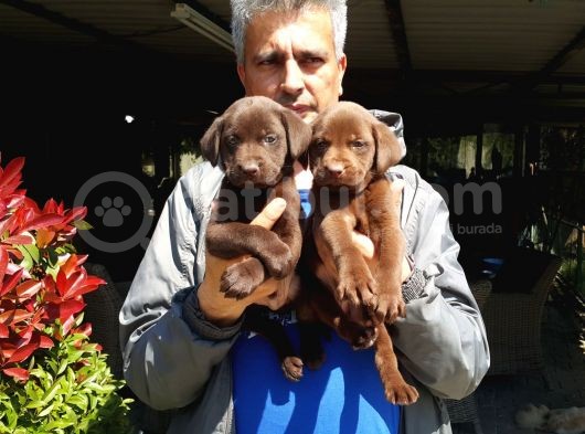 Labrador Yavruları Mama Ve Malzeme Kampanyalı görsel