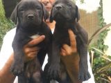 Cane Corsa Yavruları Mama Ve Malzeme Kampanyali