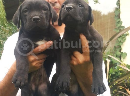 Cane Corsa Yavruları Mama Ve Malzeme Kampanyali görsel