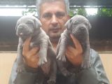 Cane Corsa Yavruları Mama Ve Malzeme Kampanyali