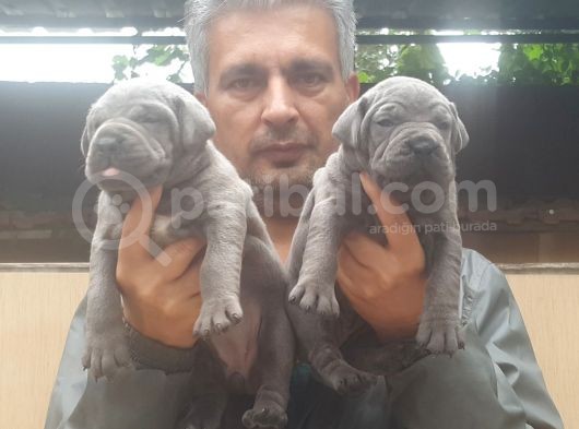 Cane Corsa Yavruları Mama Ve Malzeme Kampanyali görsel