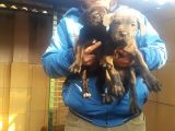 Cane Corsa Yavruları Mama Ve Malzeme Kampanyali