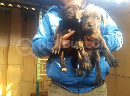 Cane Corsa Yavruları Mama Ve Malzeme Kampanyali görsel