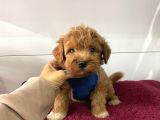 Dizayn Irk Sevimli Maltipoo Yavrular
