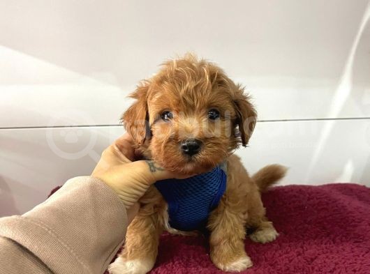 Dizayn Irk Sevimli Maltipoo Yavrular görsel
