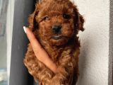 Karamel’in Birbirinden Sevimli Toypoodle Bebekleri