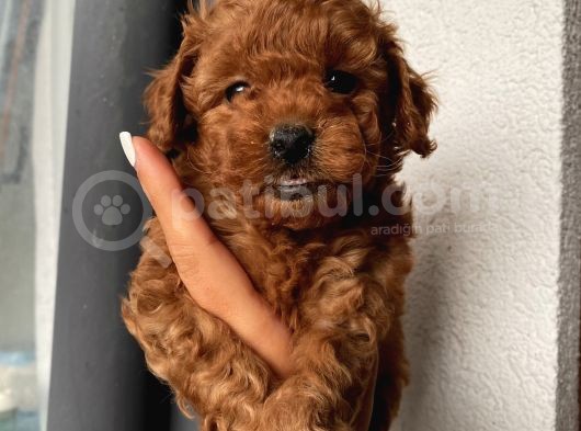 Karamel’in Birbirinden Sevimli Toypoodle Bebekleri görsel