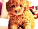 Tatlı mı Tatlı Toy Poodle Bebekler