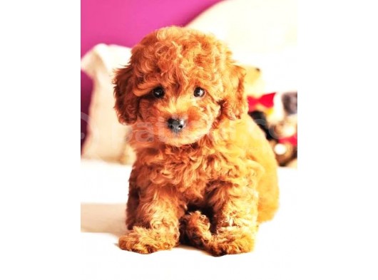 Tatlı Mı Tatlı Toy Poodle Bebekler