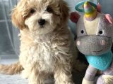 Dizayn Irk Sevimli Maltipoo Yavrular