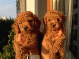 Sağlık Ve Irk Garantili Poodle Yavrularımız