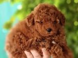 Toy Poodle Mini Boy Yavrular